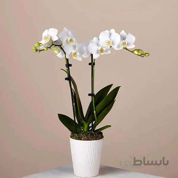 گل ارکیده سفید گلیزه