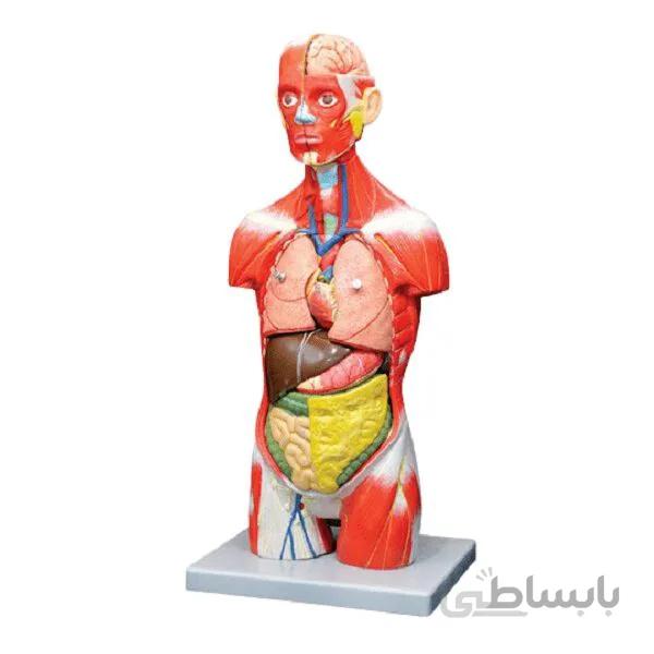 مولاژ نیم تنه بدن انسان 1/2 اندازه طبیعی با نمایش ماهیچه 11 قسمتی