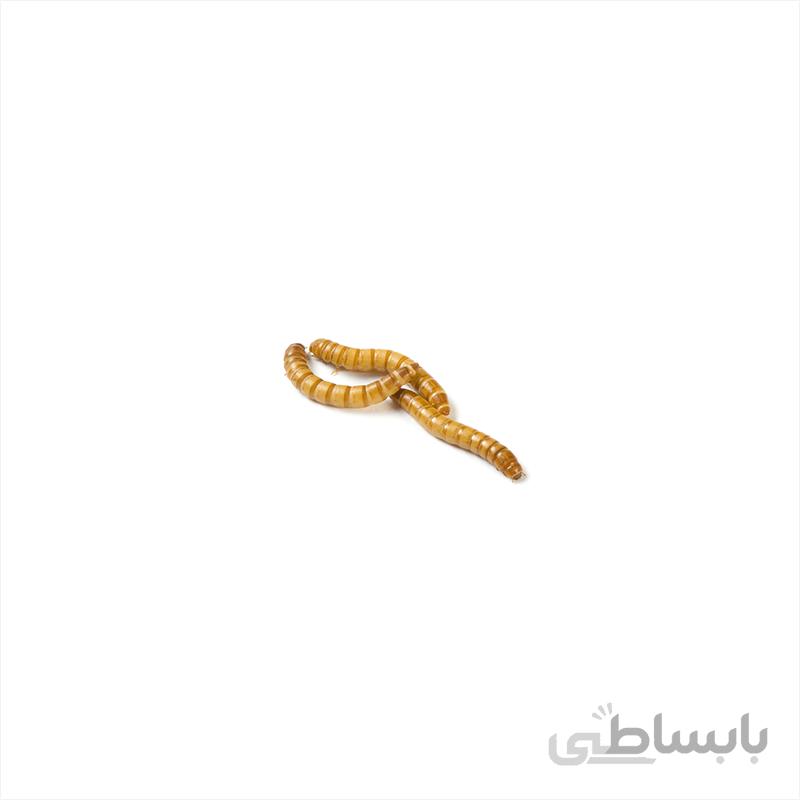 میلورم زنده