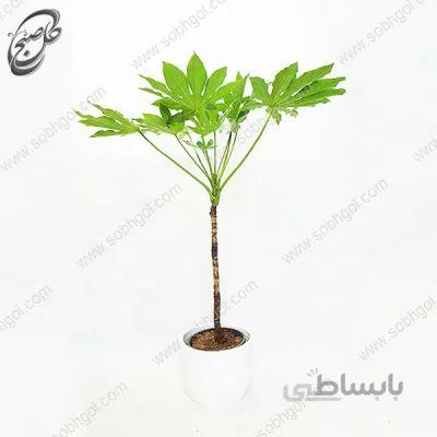 سفارش گل آنلاین – آرالیا طرح A-011