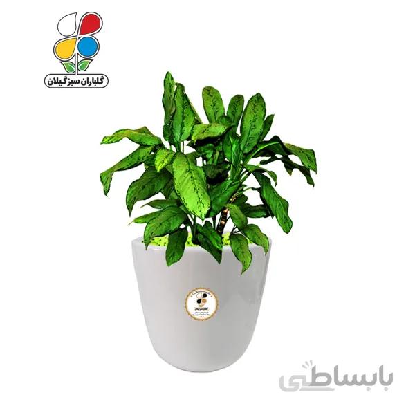 گیاه طبیعی آگلونما سبز متوسط مدل GN13-9M