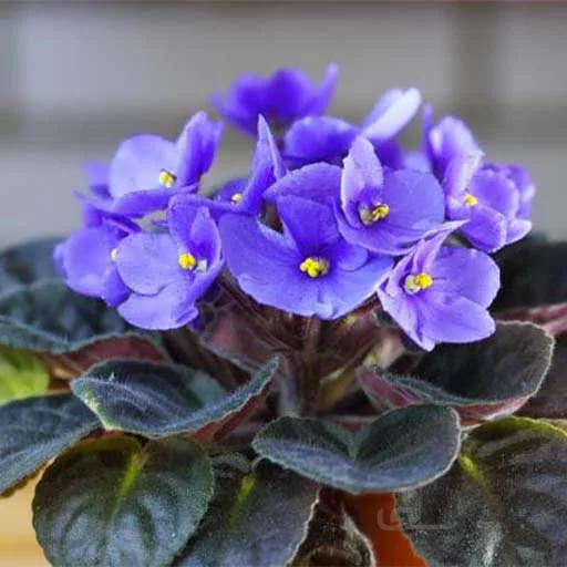 بذر گل بنفشه خوراکی