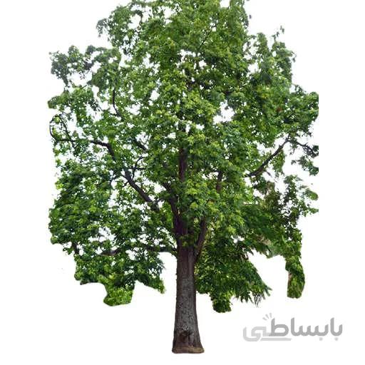 بذر درخت عرعر