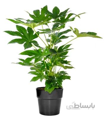 آرالیا سطل زباله