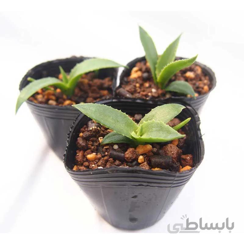 بذر آگاو پیلون Agave pilon