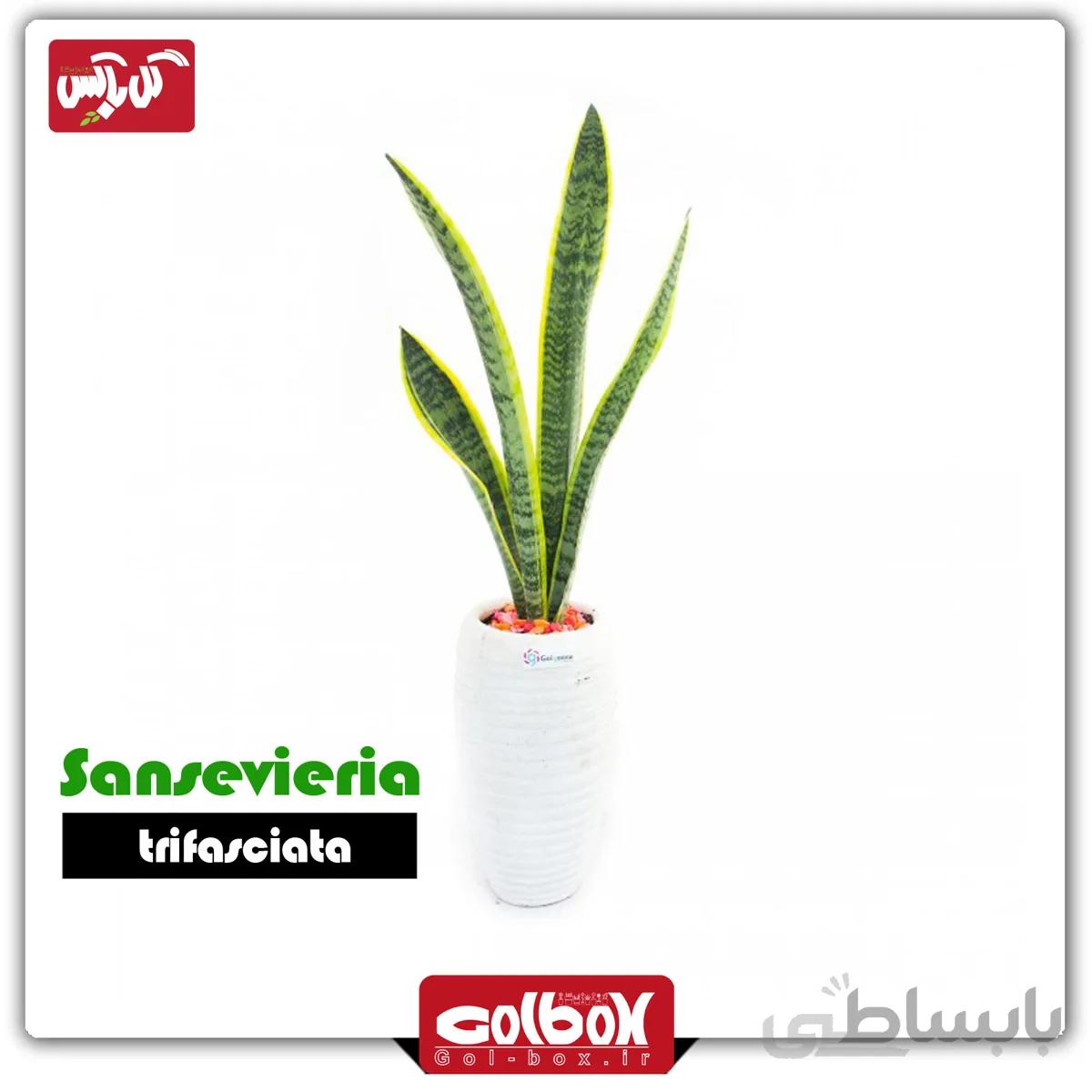 گل سانسوریا شمشیری ابلق