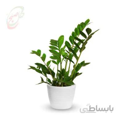خرید گل آنلاین – زاموفیلیا ( ارسال گل رایگان )