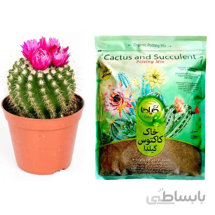 خاک مخصوص کاکتوس و سوکلنت یک لیتری برند گیلدا