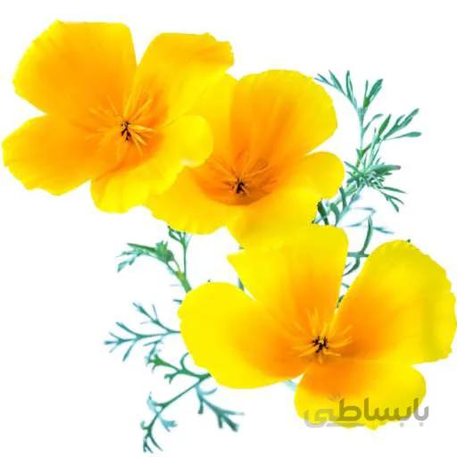 بذر گل شقایق کالیفرنیایی زرد