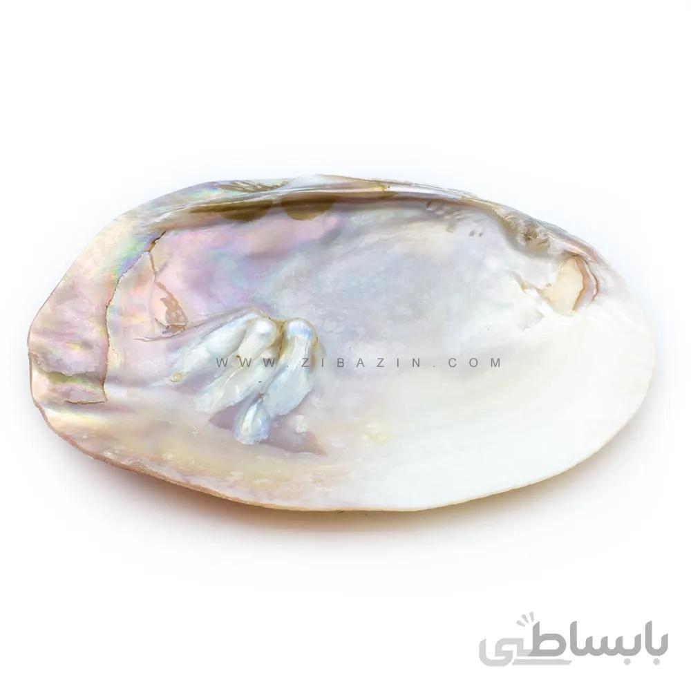 صدف مادر (mother of pearl)