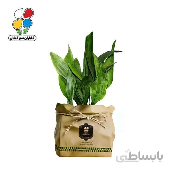 گیاه طبیعی عبایی گلباران سبز گیلان مدل GN12-6K