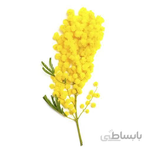 بذر درخت اکاسیا برگ خنجری