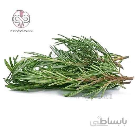 بذر رزماری