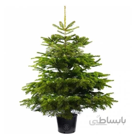 بذر کاج نویل سبز