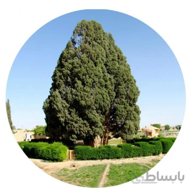 بذر درخت سرو تهران بسته ۵ گرمی
