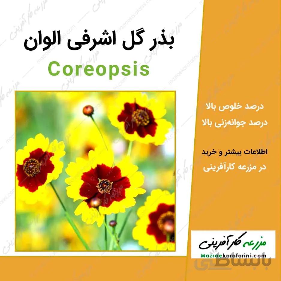 بذر گل اشرفی الوان
