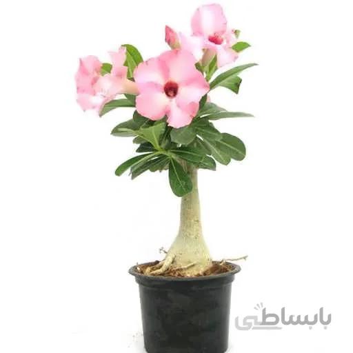 بذر آدنیوم صورتی