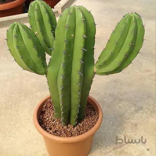 بذر کاکتوس پایه نقری چیچیپ