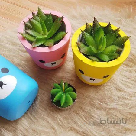 کاکتوس آلوئه برومی طرح خرس آبی سایز کوچک