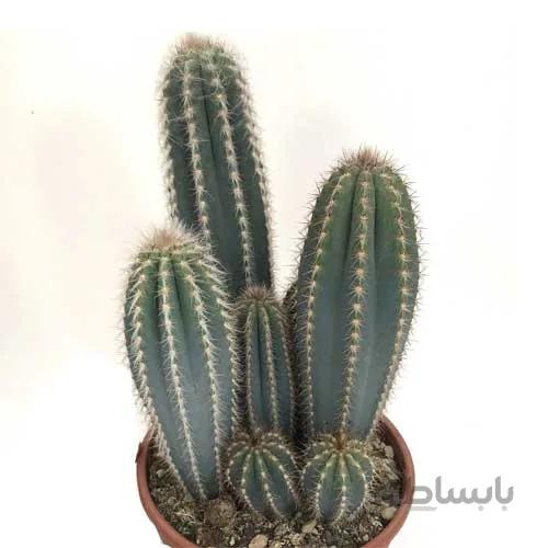 بذر پیلوسو آبی