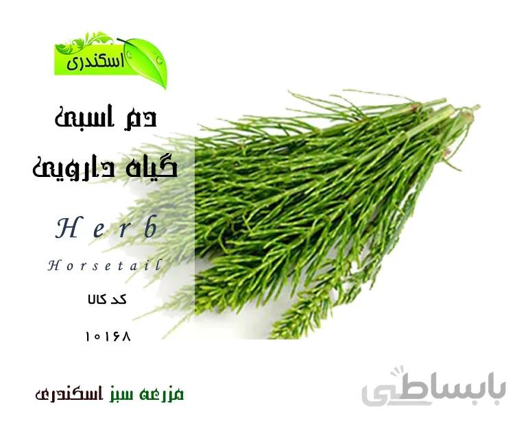 گیاه دم اسبی