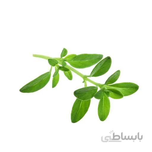 بذر اویشن شیرازی