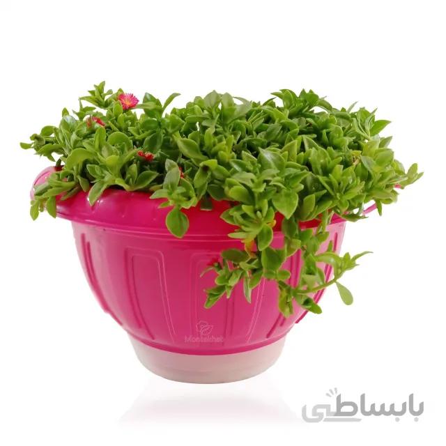 ناز یخی در گلدان پلاستیکی نیم دایره 755