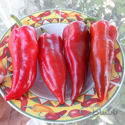 بذر فلفل دلمه ای قرمز ایتالیایی
