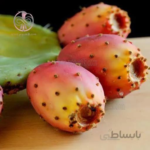 بذر کاکتوس اپونتیا میوه دار نارنجی