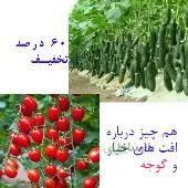 مديريت و كنترل آفات و بيماريهاي مهم خيار و گوجه گلخانهاي ناپادا گل