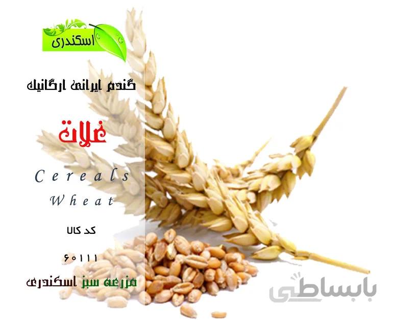 گندم ایرانی ارگانیک