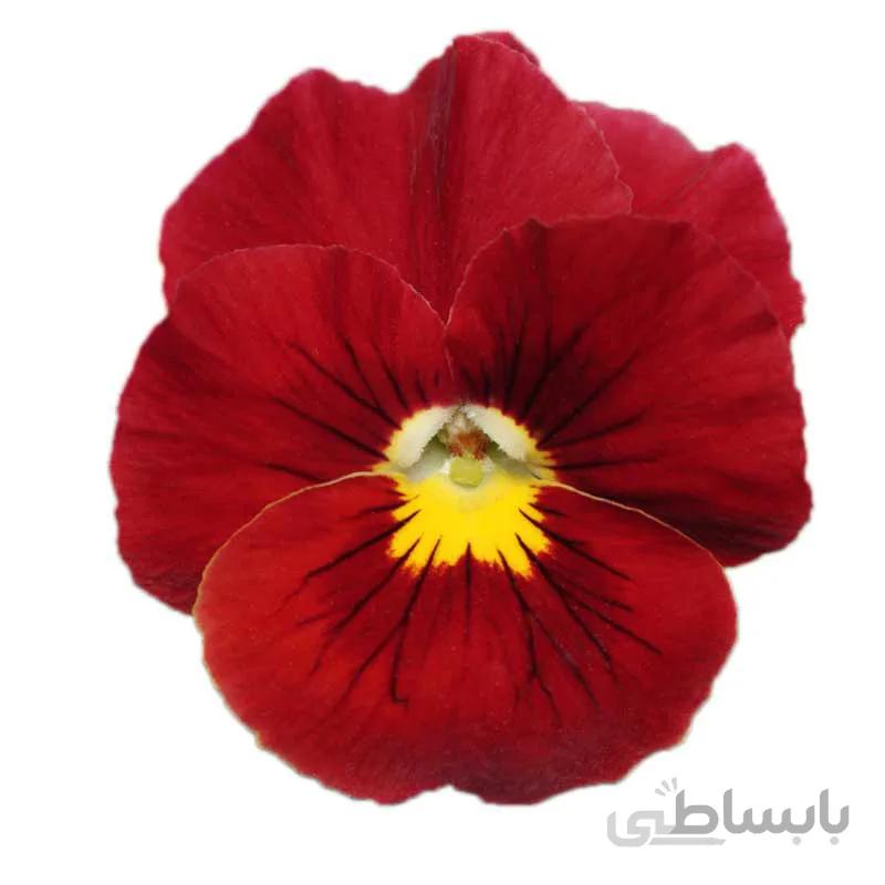 بنفشه قرمز رقم Scarlet