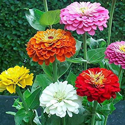 بذر گل آهار پا متوسط الوان ا Zinnia mix