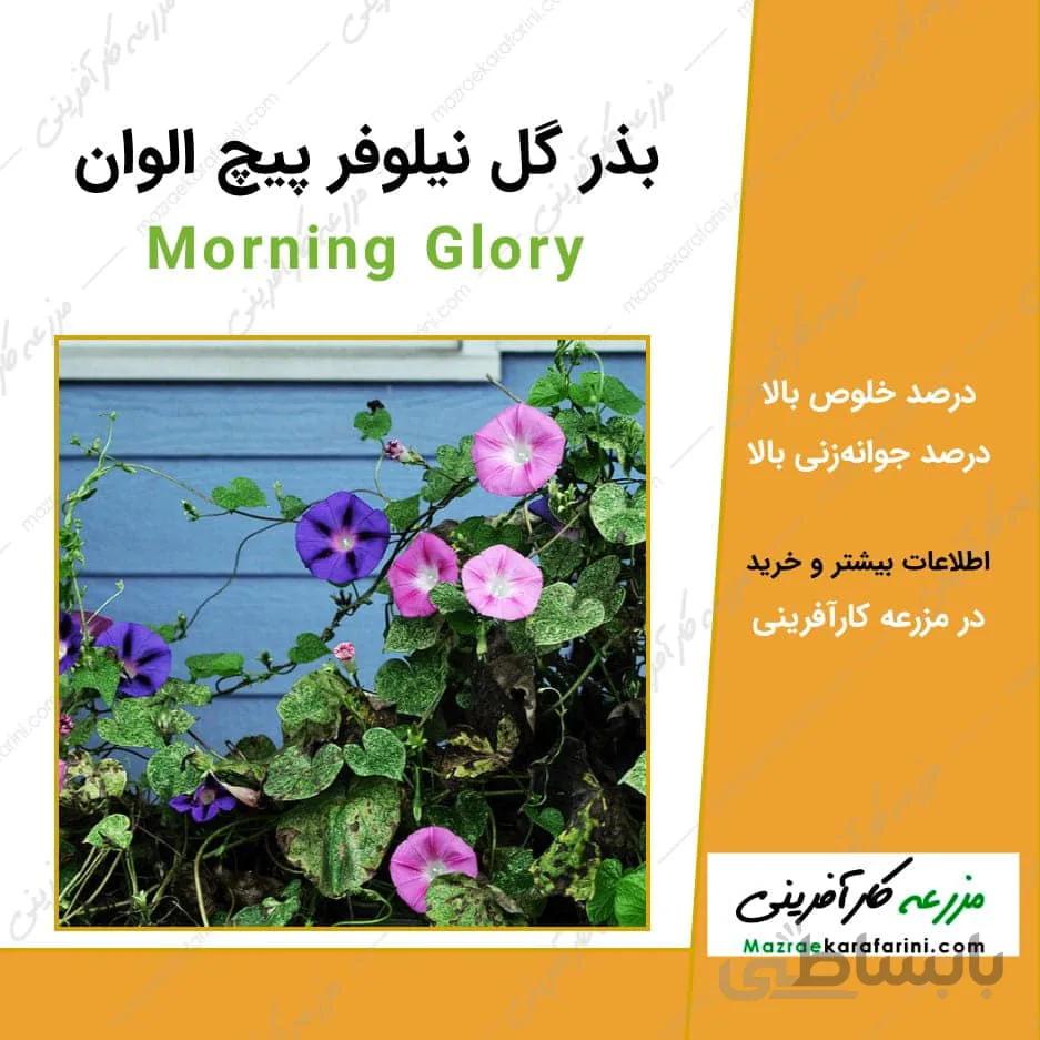 بذر گل نیلوفر پیج الوان