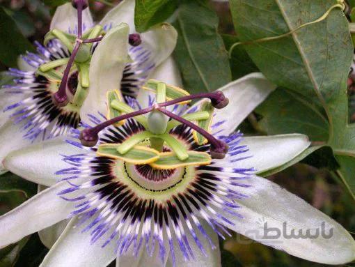 بذر گل ساعتی اصلاح شده آمریکایی بسته 5 عددی