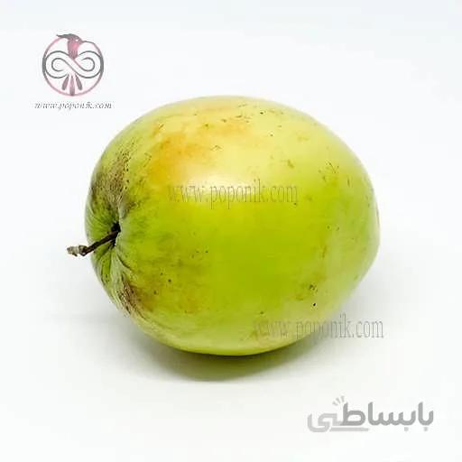 بذر درخت کنار هندی گرد