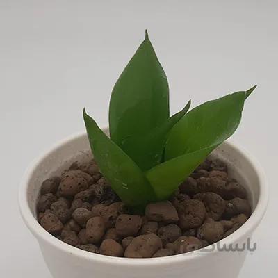 سانسوریا سبز خاص و زیبا