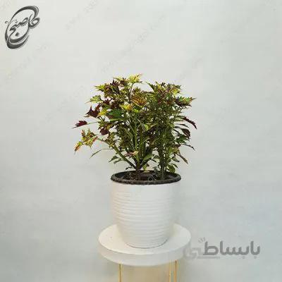 سفارش گل آنلاین – حسن یوسف تایلندی طرح H-072
