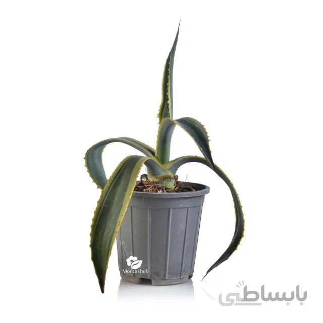 آگاو ابلق