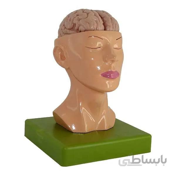 مولاژ سر با نمایش مغز
