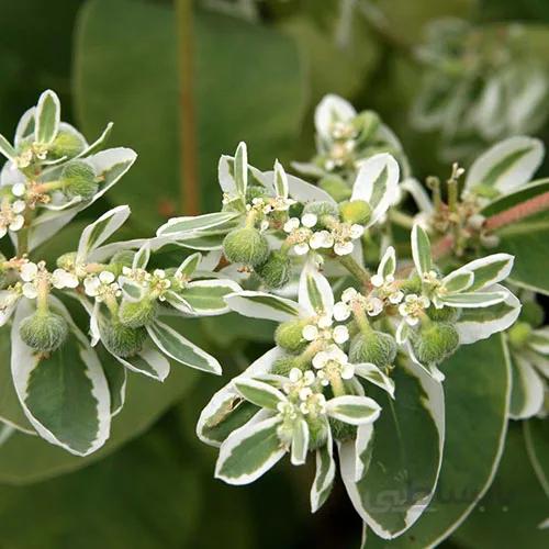 بذر گل چینی ابلق
