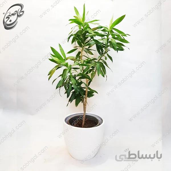سفارش گل آنلاین – دراسنا طرح D-022 ( ارسال گل رایگان )