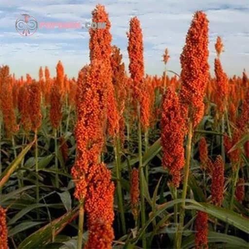 بذر سورگوم قرمز
