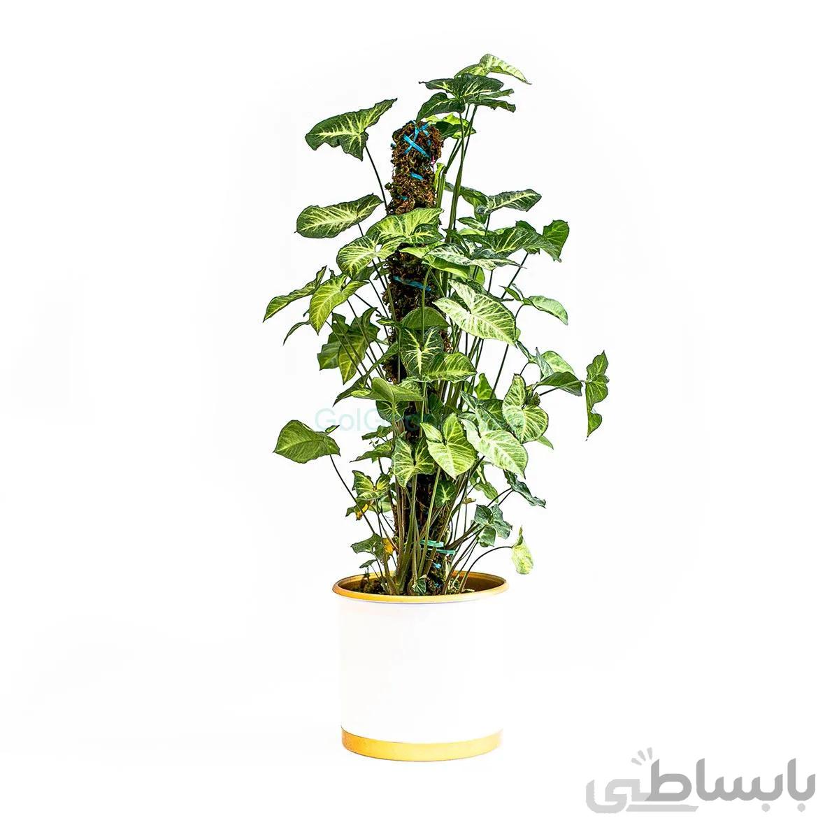 گیاه سینگونیوم پودوفیلوم قَیِّم دار | سایت متوسط