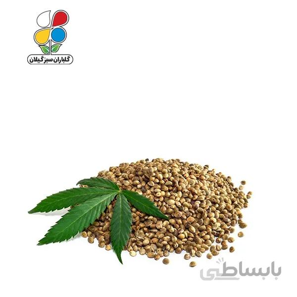 بذر شاهدانه بسته بندی بزرگ