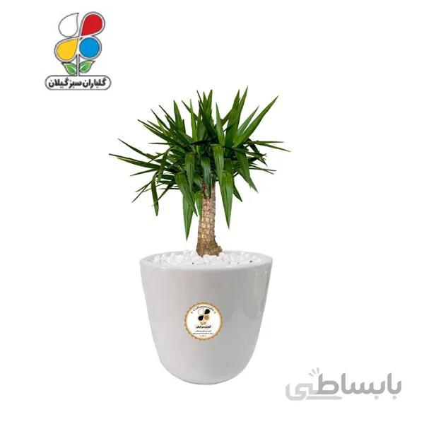 گیاه طبیعی یوکا بزرگ مدل GN12-16L