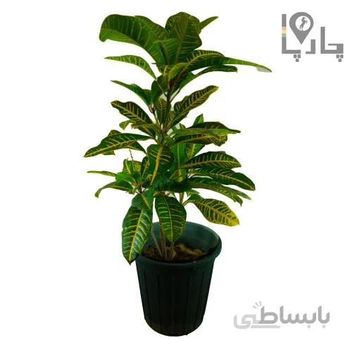 گیاه آپارتمانی کروتون