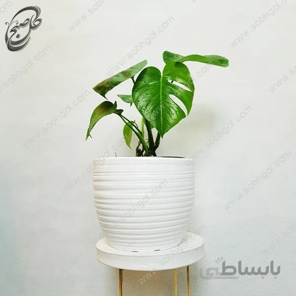 سفارش گل آنلاین – برگ انجیری طرح F-012