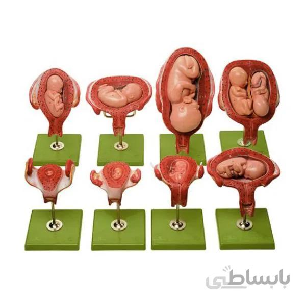 مولاژ 8 مرحله ای جنین