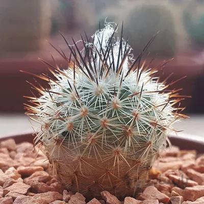 ژیمنوکاکتوس بسیار خاص و کلکسیونی (گلدان6)